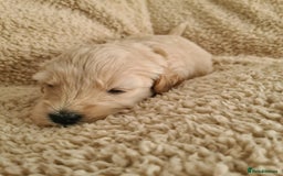 Labradoodle dogs for sale: Rare Roan Ebony Tiny/Mini Labradoodlese Puppies  - Image 18