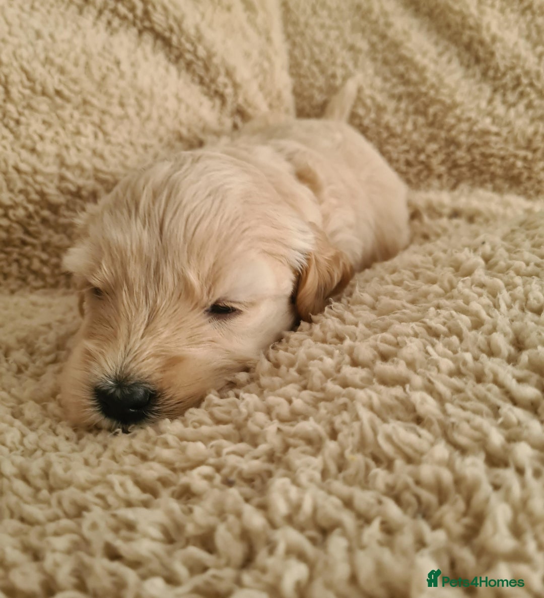 Labradoodle dogs for sale: Rare Roan Ebony Tiny/Mini Labradoodlese Puppies  - Image 18