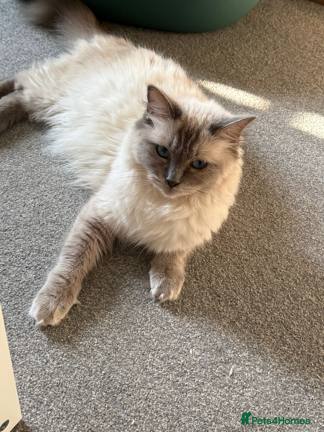 Ragdoll cats for sale: 3yr old Celestia is looking for a new home  - Advert 2