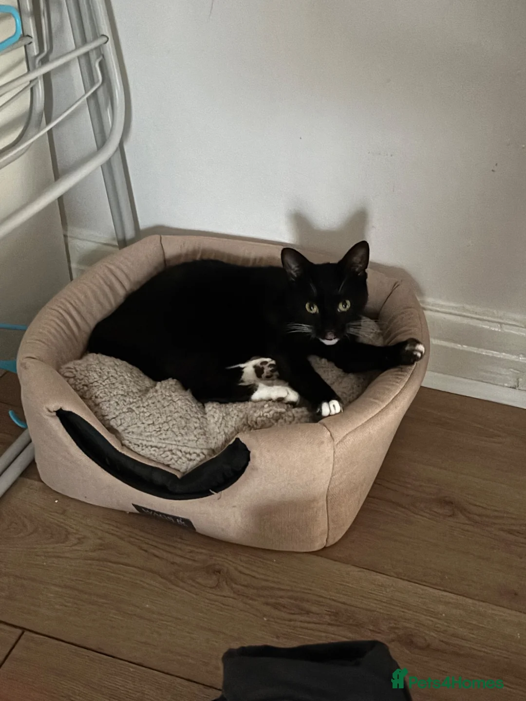 Mixed Breed cats for sale: Tuxedo + Longhaired Tabby  - Advert 2