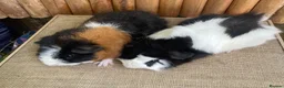 Guinea Pig rodents for sale: Baby boys  - Advert 6