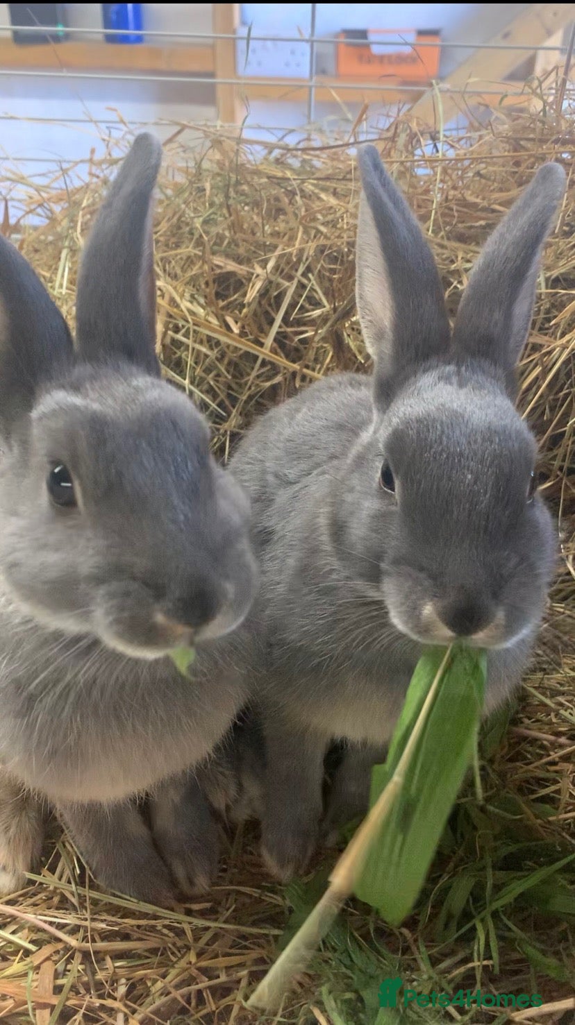 Mixed Breed rabbits for sale: Gorgeous bunnies - Advert 15