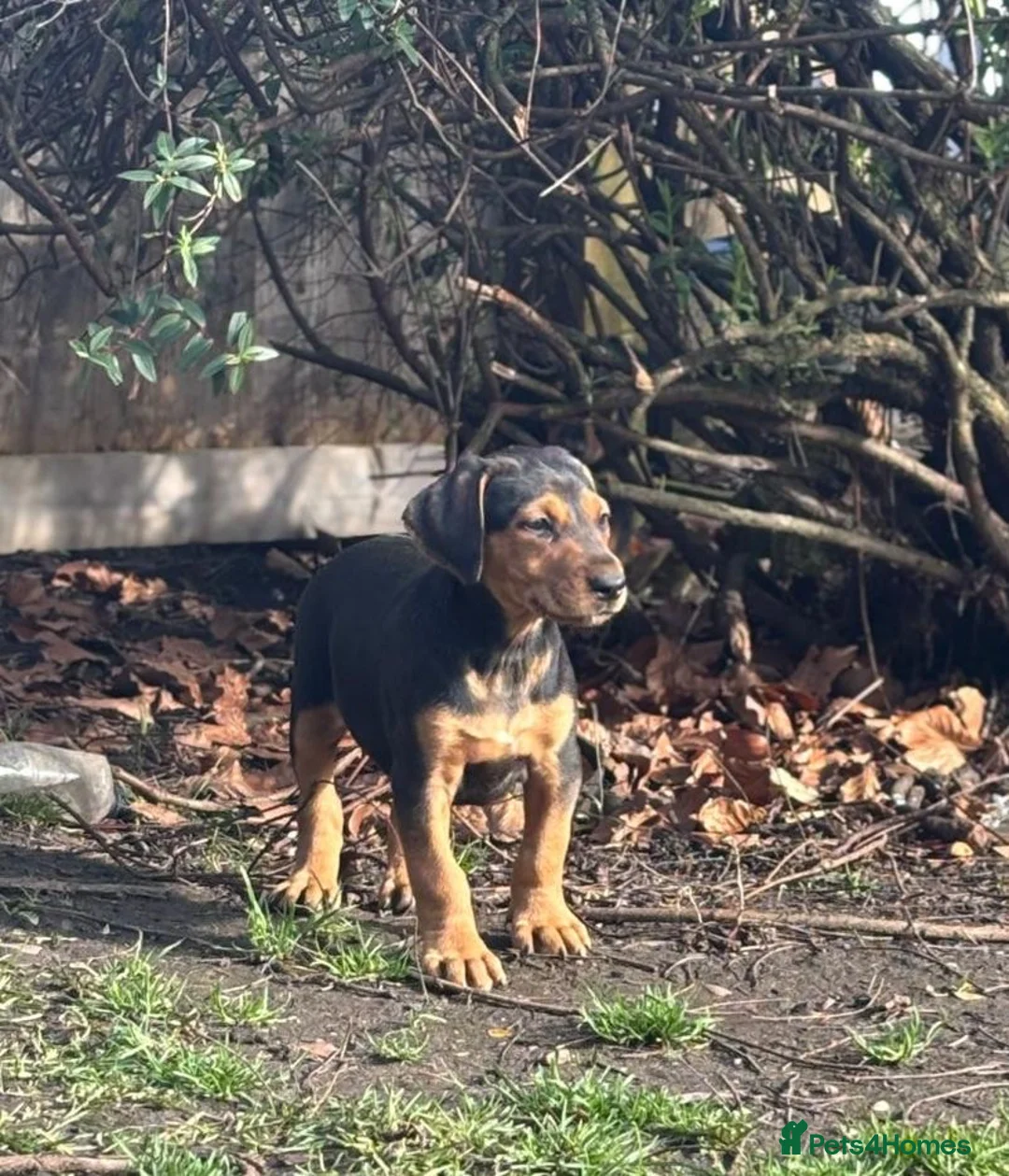 Mixed Breed dogs for sale: Lurcher x dobermen in Doncaster - Advert 18