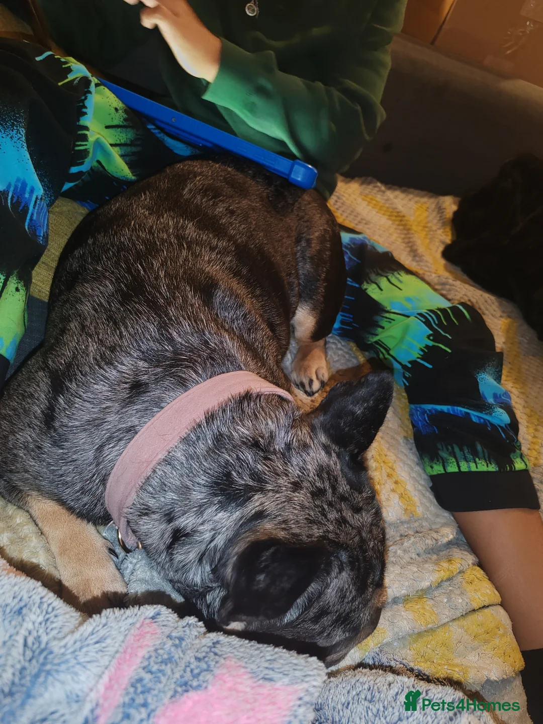 French Bulldog dogs for sale: Loving Home Needed – 2 Year Old French Bulldog in Rochester - Advert 9