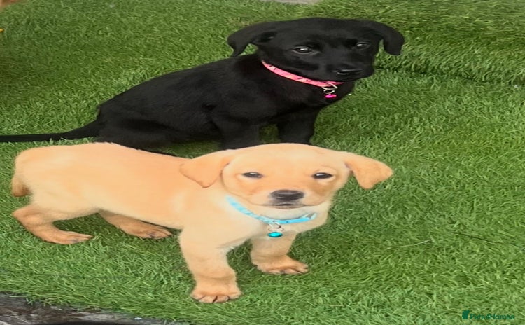 Labrador Retriever dogs - Advert 9