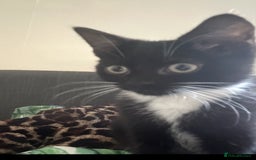 Mixed Breed cats for sale: 2 female & 1 male for rehoming  - Image 3