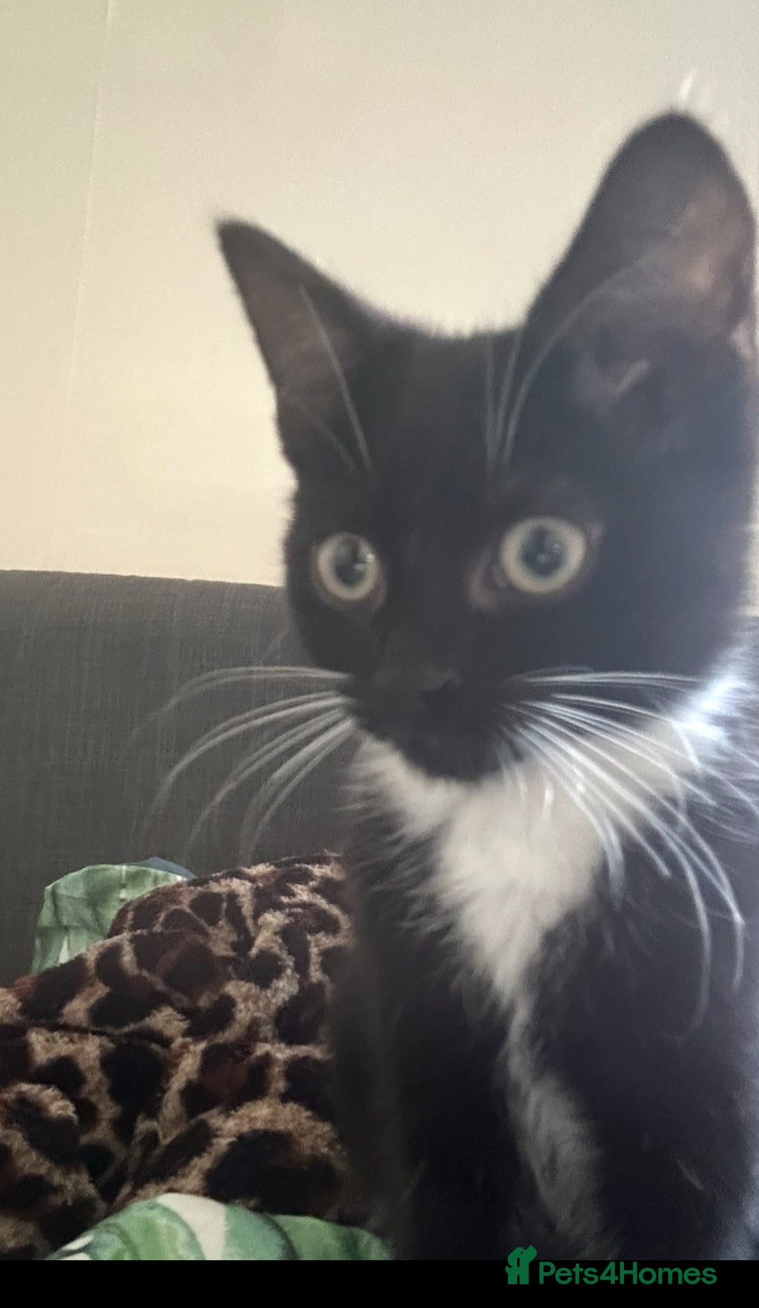 Mixed Breed cats for sale: 2 female & 1 male for rehoming  - Image 3