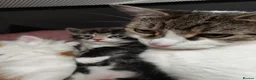 Mixed Breed cats for sale: The kittens are very beautiful, smart, playful,  - Advert 9