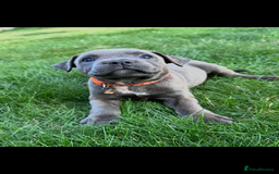 Staffordshire Bull Terrier dogs for sale: Blue Staffordshire bull terrier  - Image 19