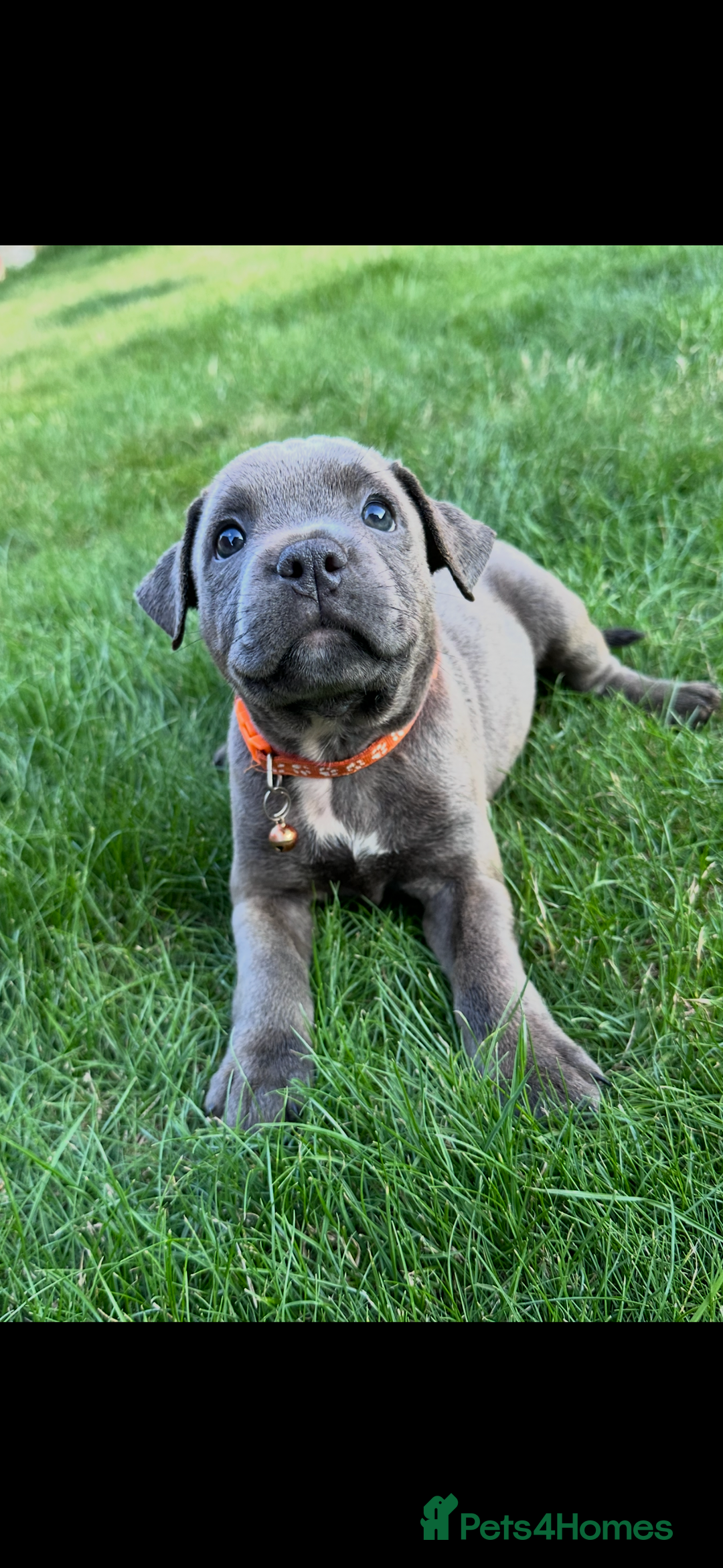 Staffordshire Bull Terrier dogs for sale: Blue Staffordshire bull terrier  - Image 19
