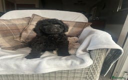 Cockapoo dogs for sale: F1 miniature gorgeous cockapoo puppies  - Image 27