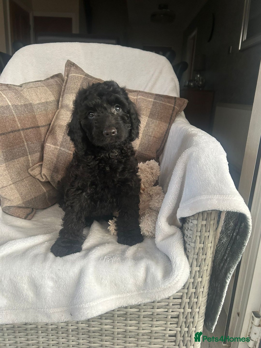Cockapoo dogs for sale: F1 miniature gorgeous cockapoo puppies  - Image 27
