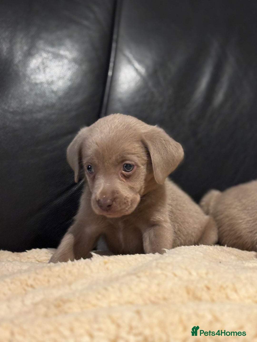 Labrador Retriever dogs for sale: Beautiful litter of sliver  Labrador puppies - Advert 3