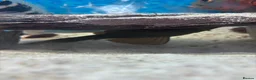 Cichlids fish for sale: I yr old geo tapio and 1 rusty pleco - Advert 5