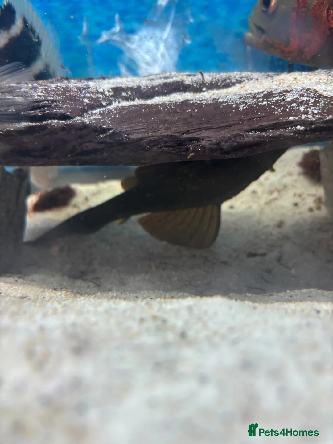 Cichlids fish for sale: I yr old geo tapio and 1 rusty pleco - Advert 5