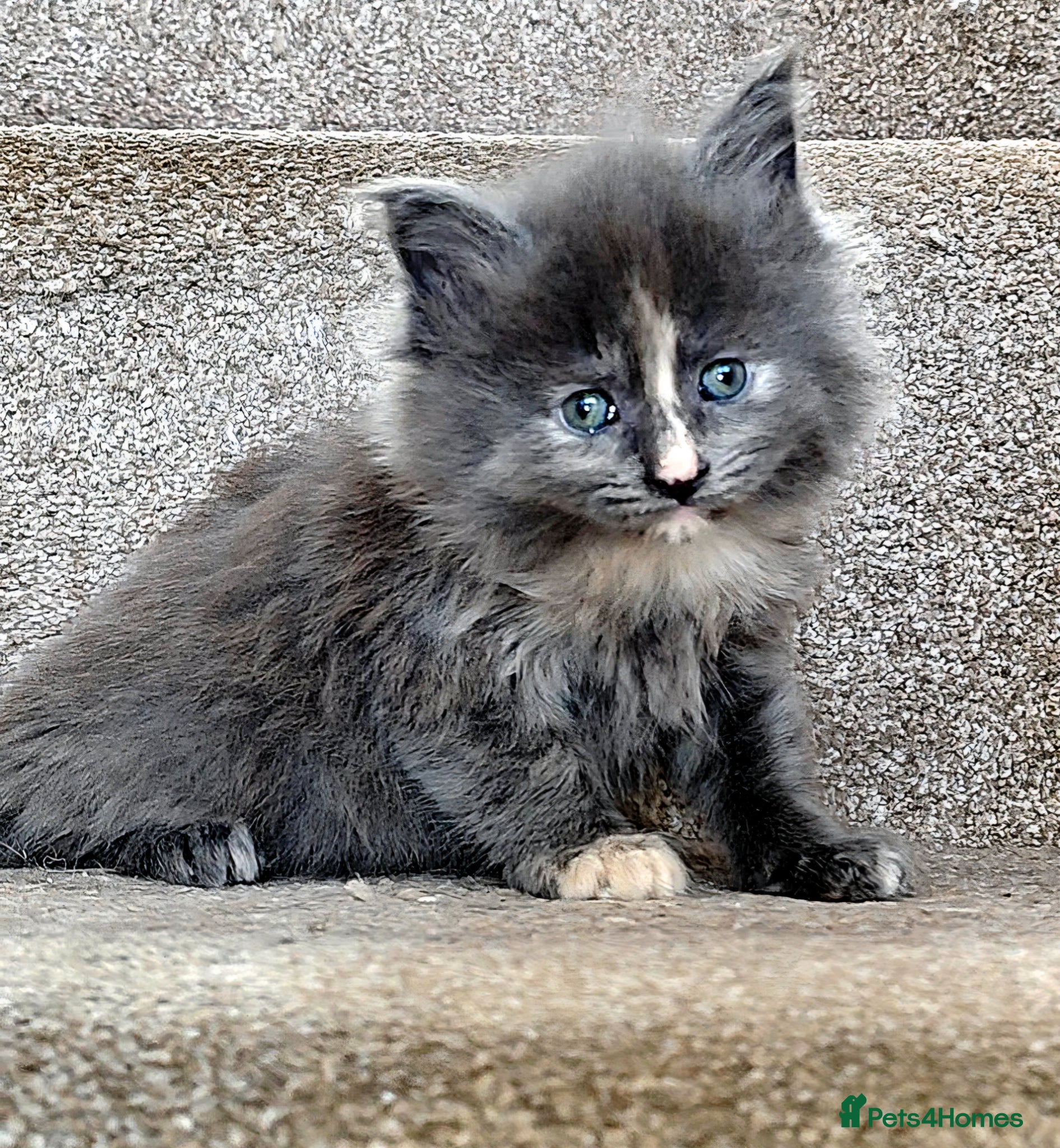 Mixed Breed cats Female Maine Coon X Kittens for Sale  - Advert 1