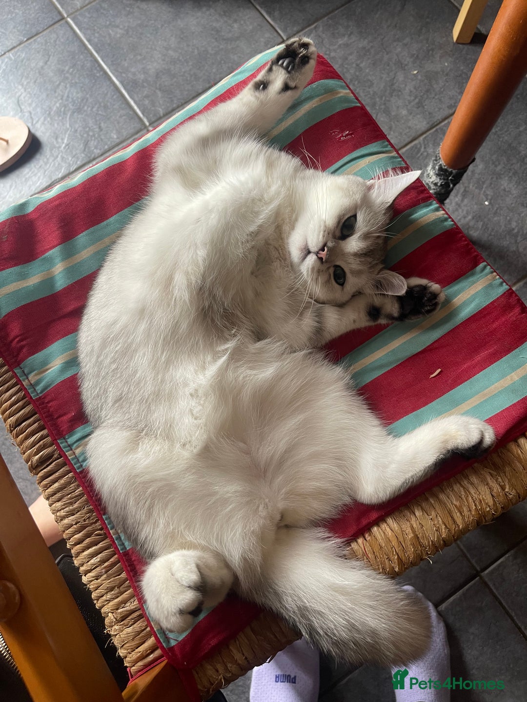 Scottish Fold cats for sale: Scottish fold - Image 8
