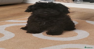 Cavapoo dogs - Advert 8