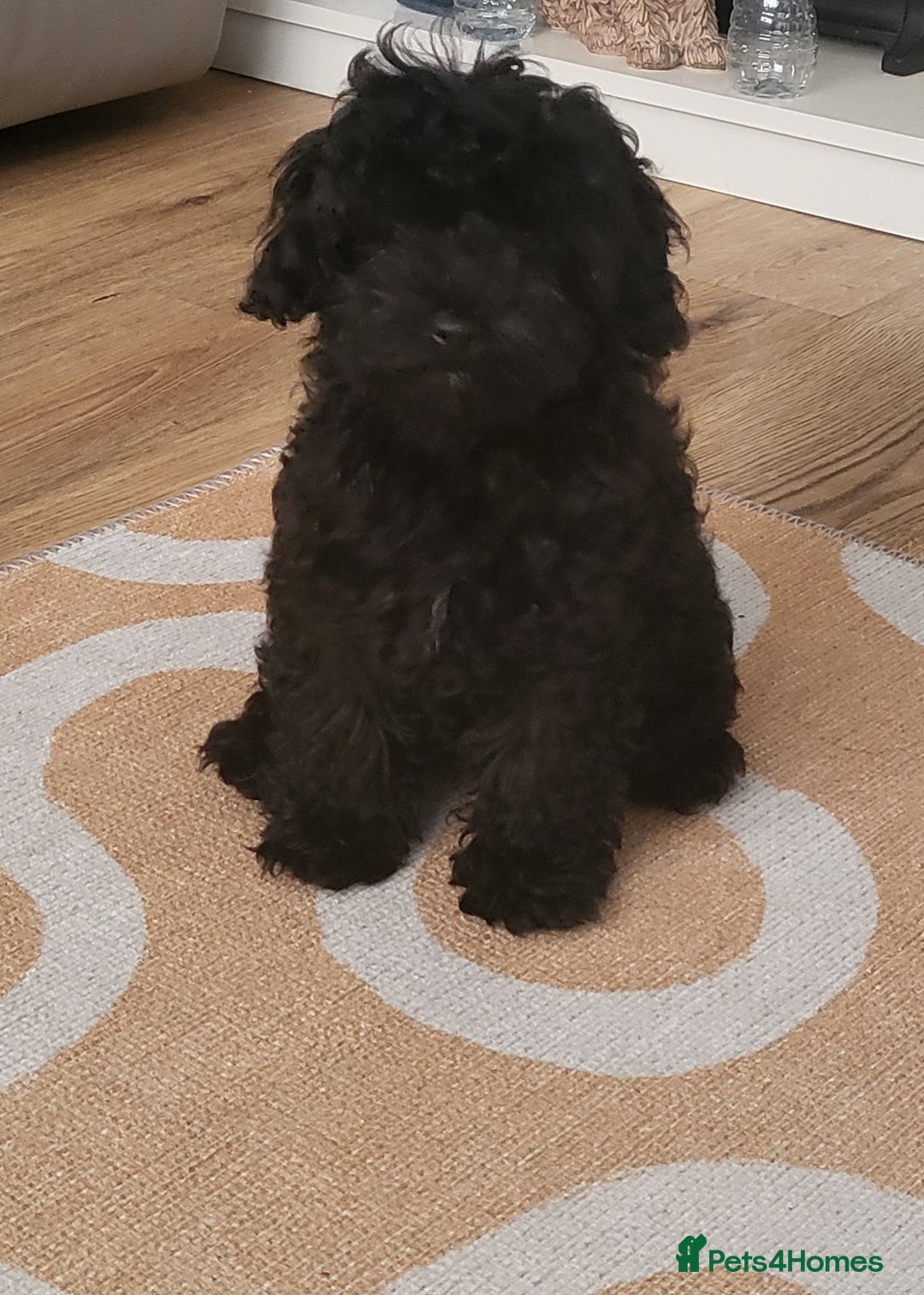 Cavapoo dogs for sale: F1b cavapoo Puppy  - Image 2