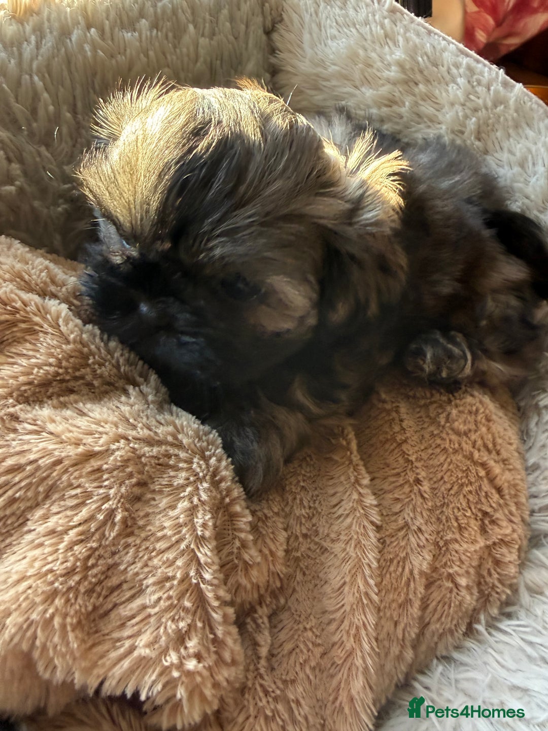 Shih Tzu dogs for sale: READY NOW …Special prices on pups POA  - Advert 23