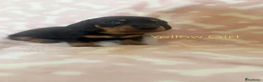 Miniature Dachshund 3