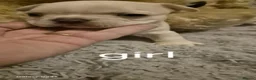 French Bulldog dogs for sale: Beautiful French bulldog puppy's  - Advert 5