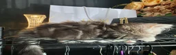 Persian cats for sale: Persian Mix Male Kitten - Advert 15