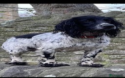Cocker Spaniel dogs for sale: Extremely well bred KC Cocker Spaniel puppies  - Image 9