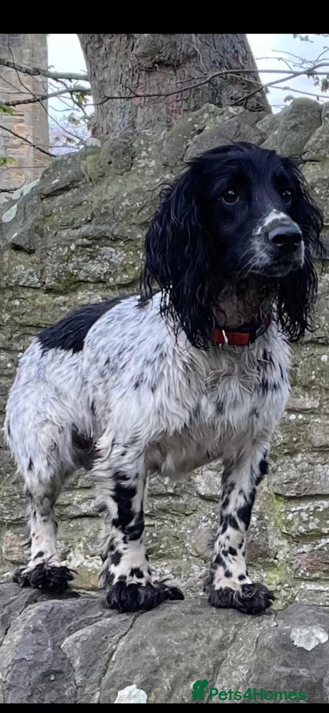 Cocker Spaniel dogs for sale: Extremely well bred KC Cocker Spaniel puppies  - Image 9