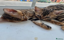 Bengal cats for sale: REDUCEDAbsolutely stunning Bengal Kittens READY in Hook - Image 28