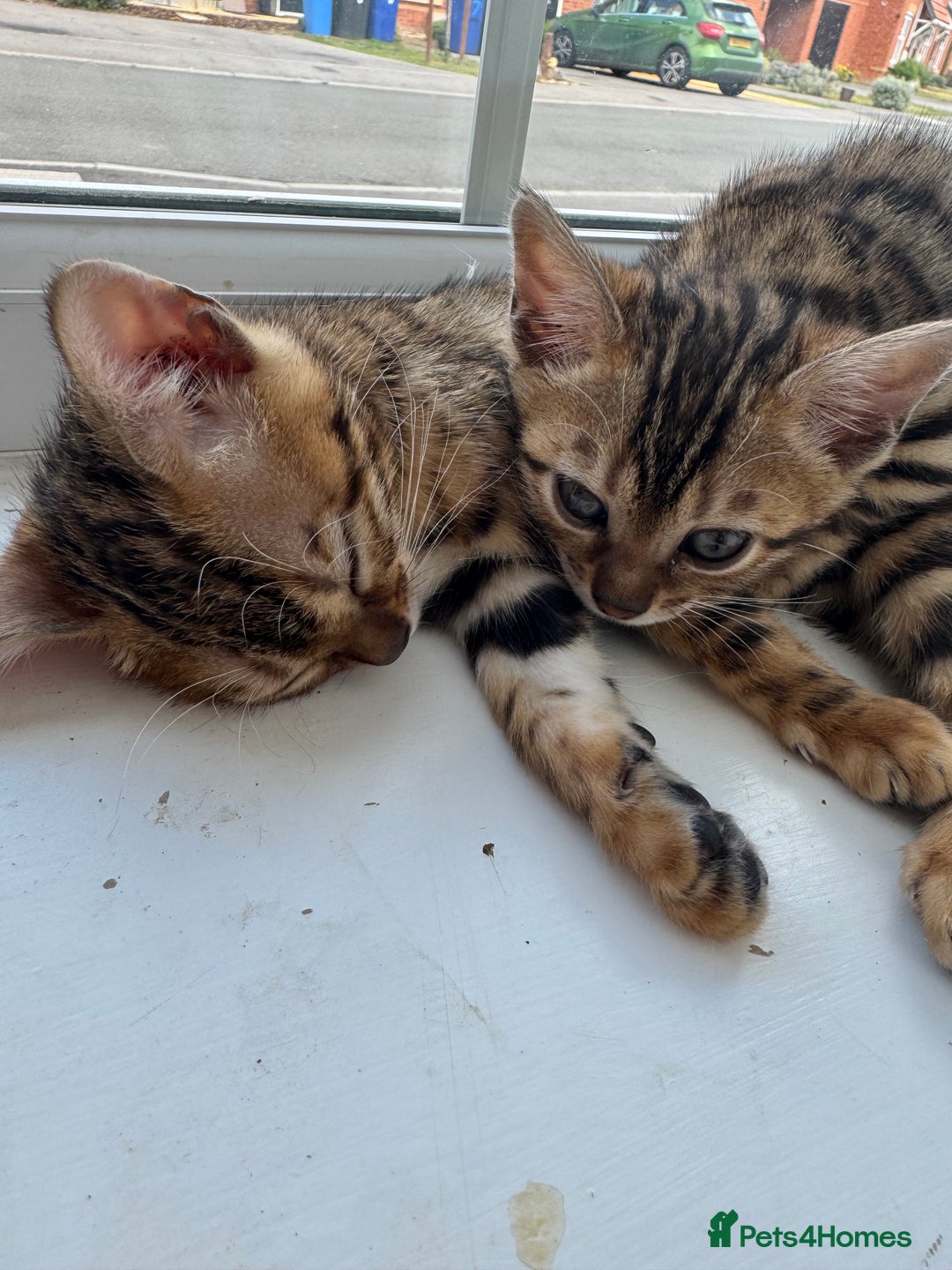 Bengal cats for sale: REDUCEDAbsolutely stunning Bengal Kittens READY in Hook - Image 28