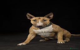 English Bull Terrier dogs for sale: Exceptional english bull terrier puppies  - Image 6