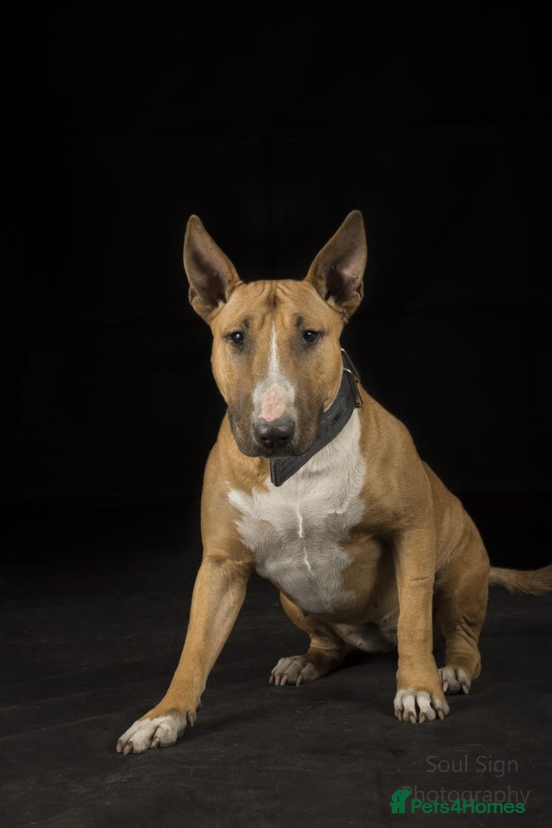 English Bull Terrier dogs for sale: Exceptional english bull terrier puppies  - Image 6