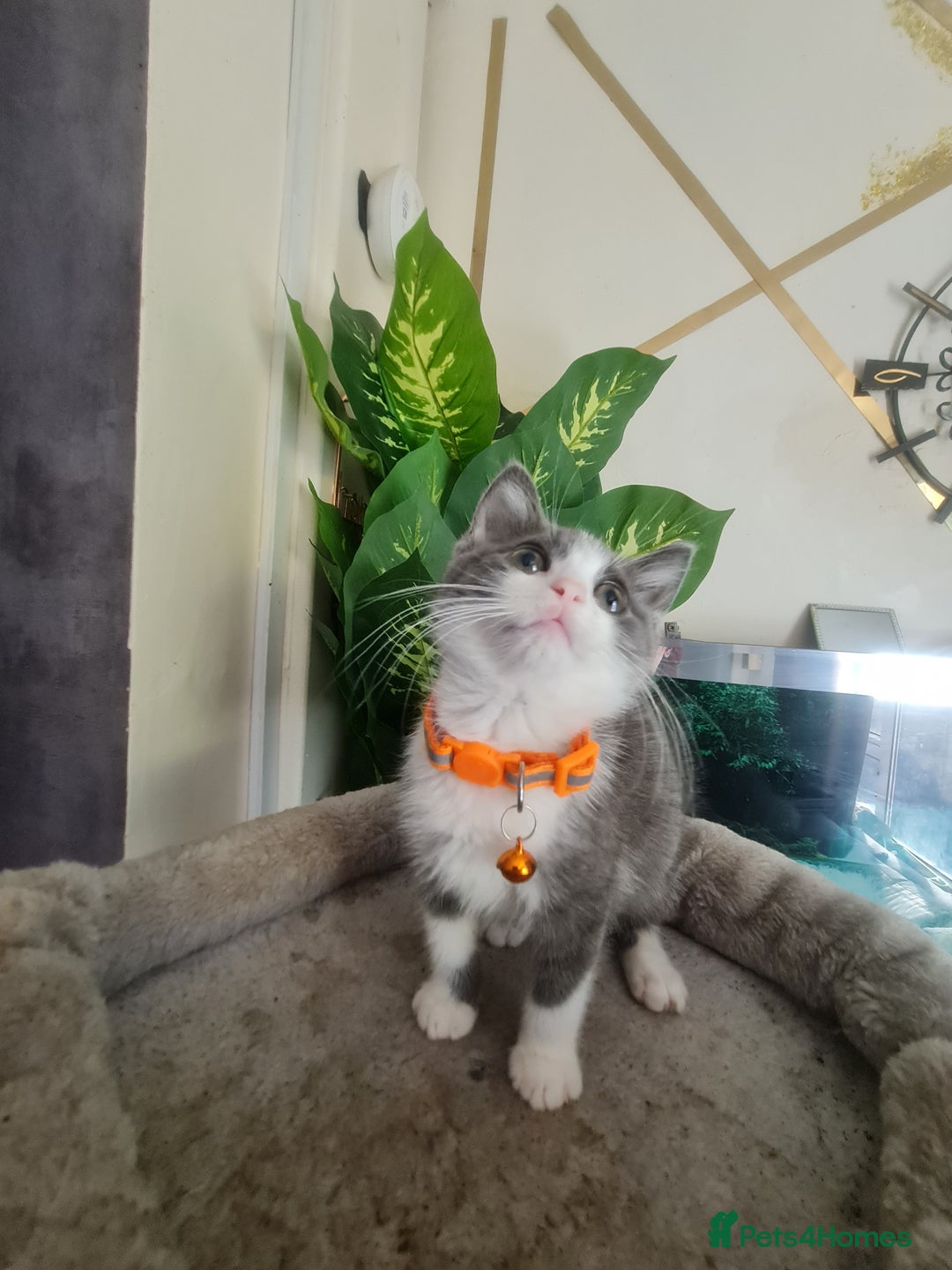 Mixed Breed cats for sale: Stunning  kittens looking  4 new home - Image 1