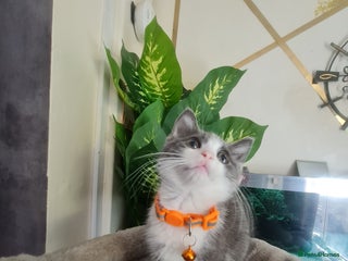 Mixed Breed cats - Advert 9