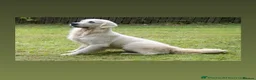 Golden Retriever dogs for sale: EXTENSIVELY HEALTH TESTED INTERNATIONAL PEDIGREE - Advert 1