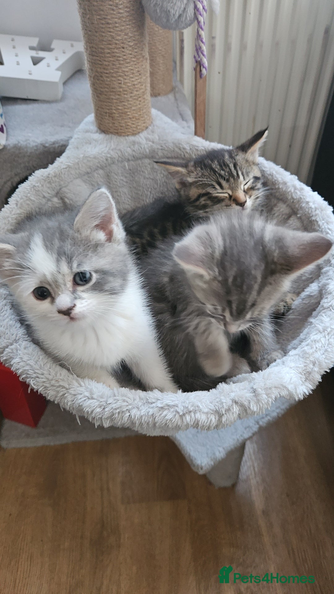 Mixed Breed cats for sale: Grey Kittens🐾🤍 - Advert 4