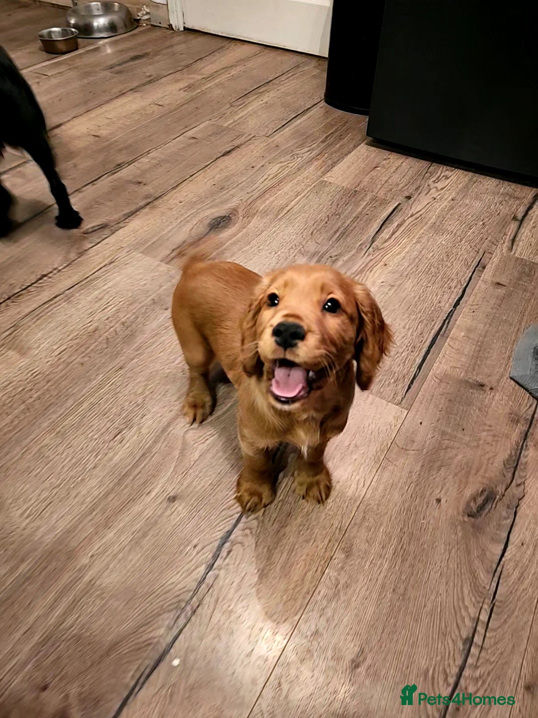 Cocker Spaniel dogs KC Reg working cocker spaniel boy puppy ready now! - Advert 19