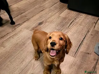 Cocker Spaniel dogs KC Reg working cocker spaniel boy puppy ready now! - Advert 19