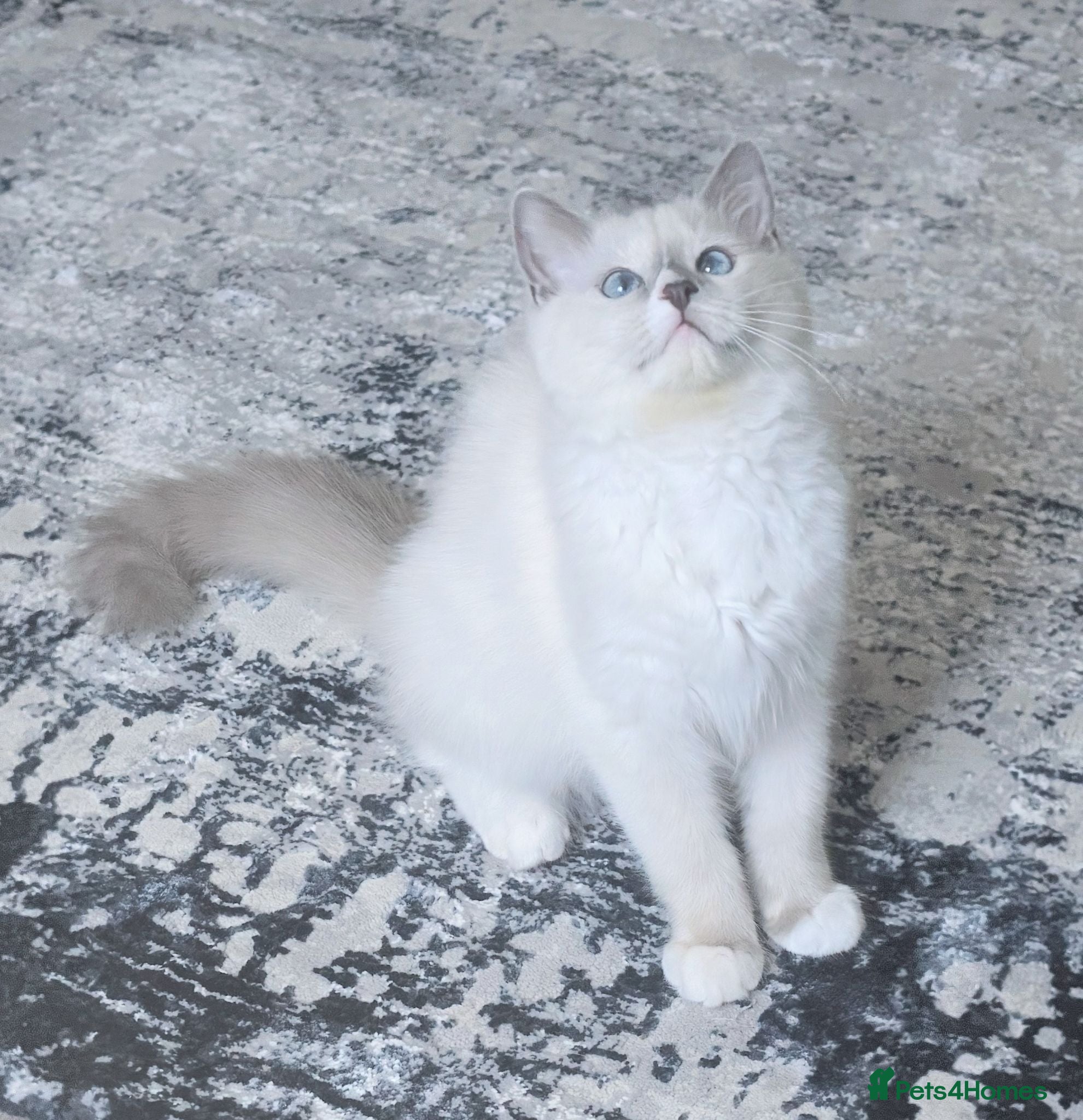 Ragdoll cats RTG!TICA,Champ,pedigree Ragdoll kitten  - Advert 3