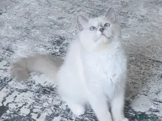 Ragdoll cats RTG!TICA,Champ,pedigree Ragdoll kitten - Advert 3