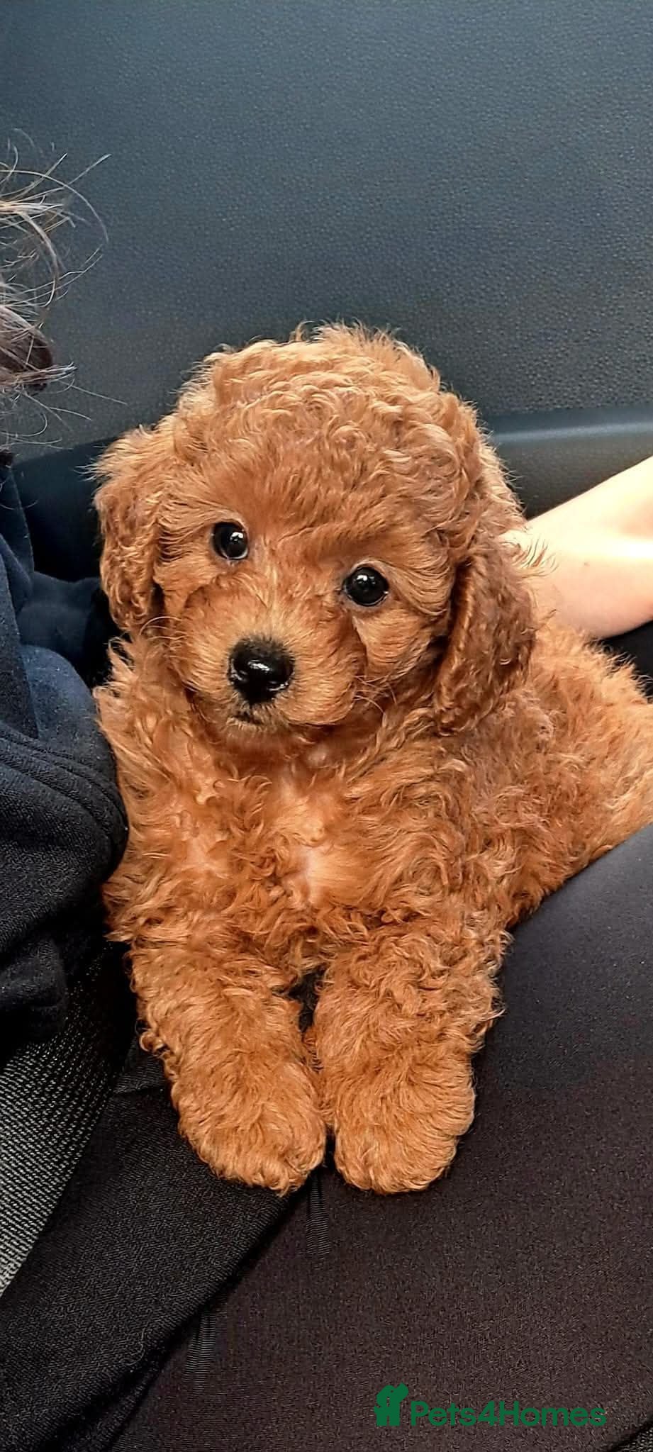 Cavapoo dogs Tiny toy red cavapoo litter due  - Advert 6