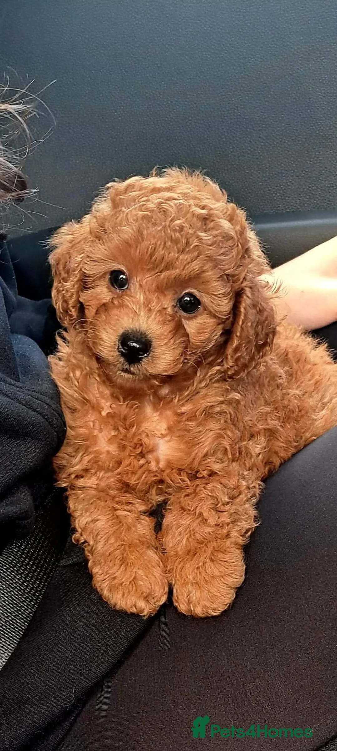 Cavapoo dogs for sale: Tiny toy red cavapoo litter due  - Advert 2