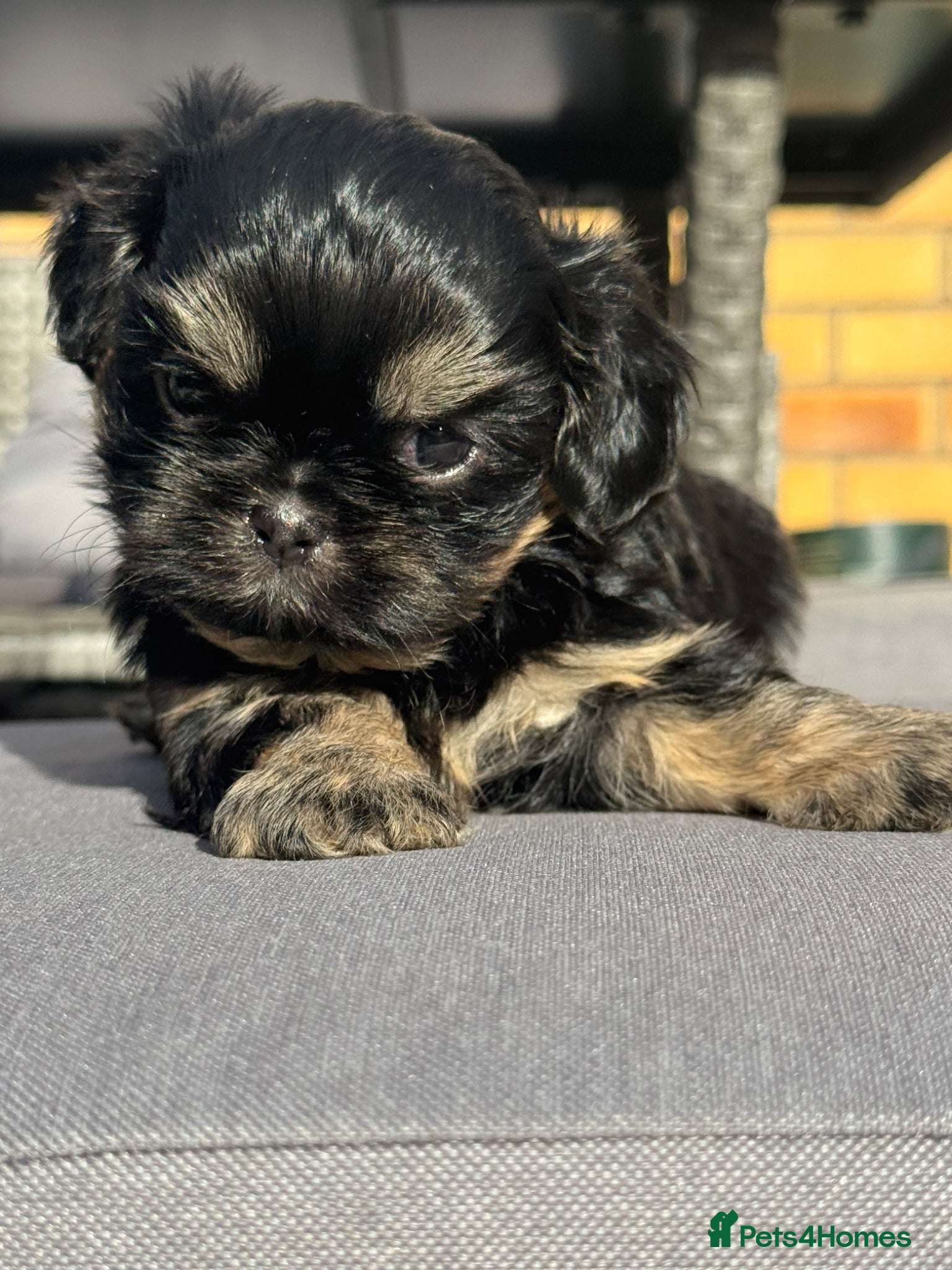 Shih Tzu dogs Imperial dobies 2 boys left LICENSED BREEDER  - Advert 2