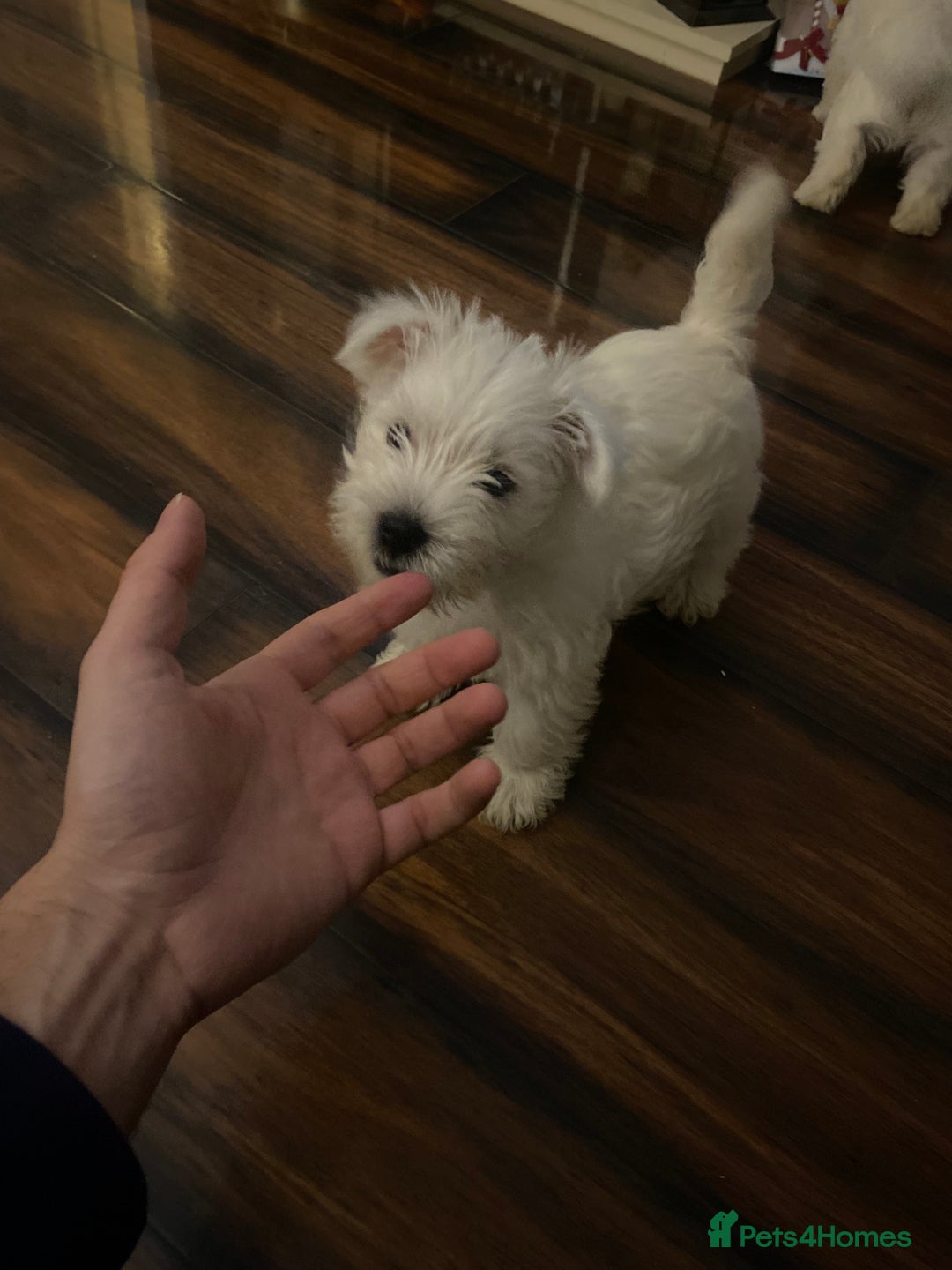 West Highland Terrier dogs for sale: Beautiful boy Westies  - Advert 5