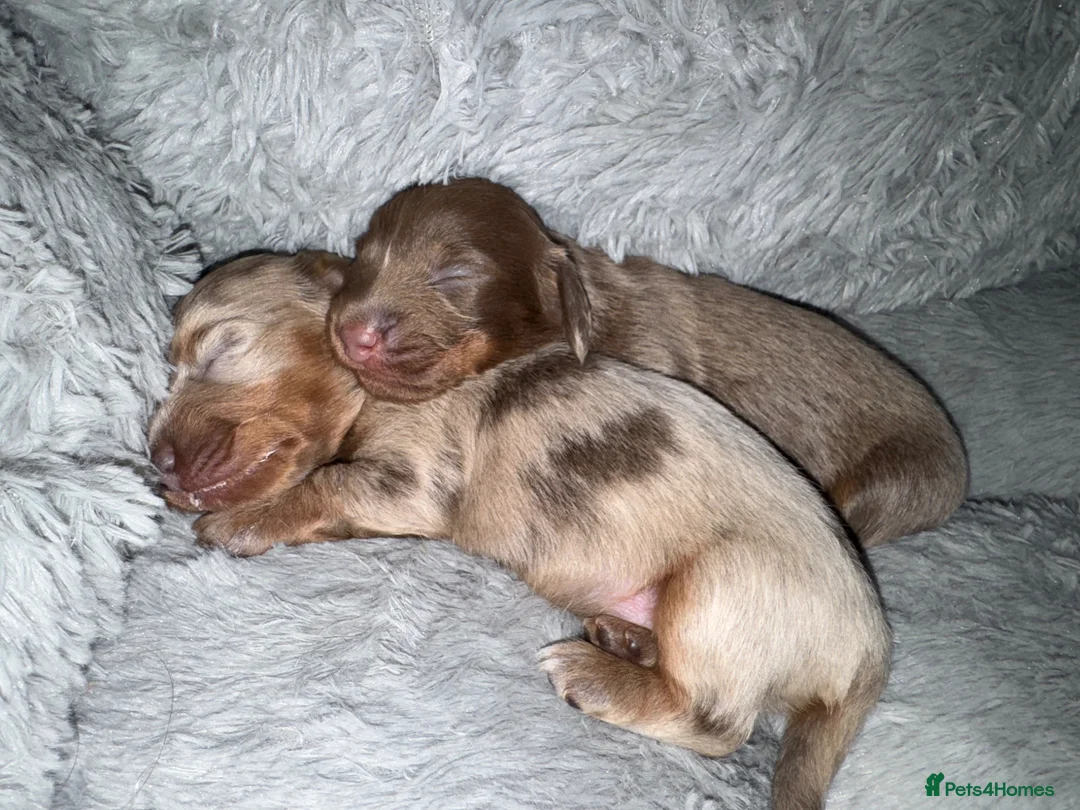 Miniature Dachshund dogs for sale: Stunning KC Registered Miniature Dacshund’s - Advert 1