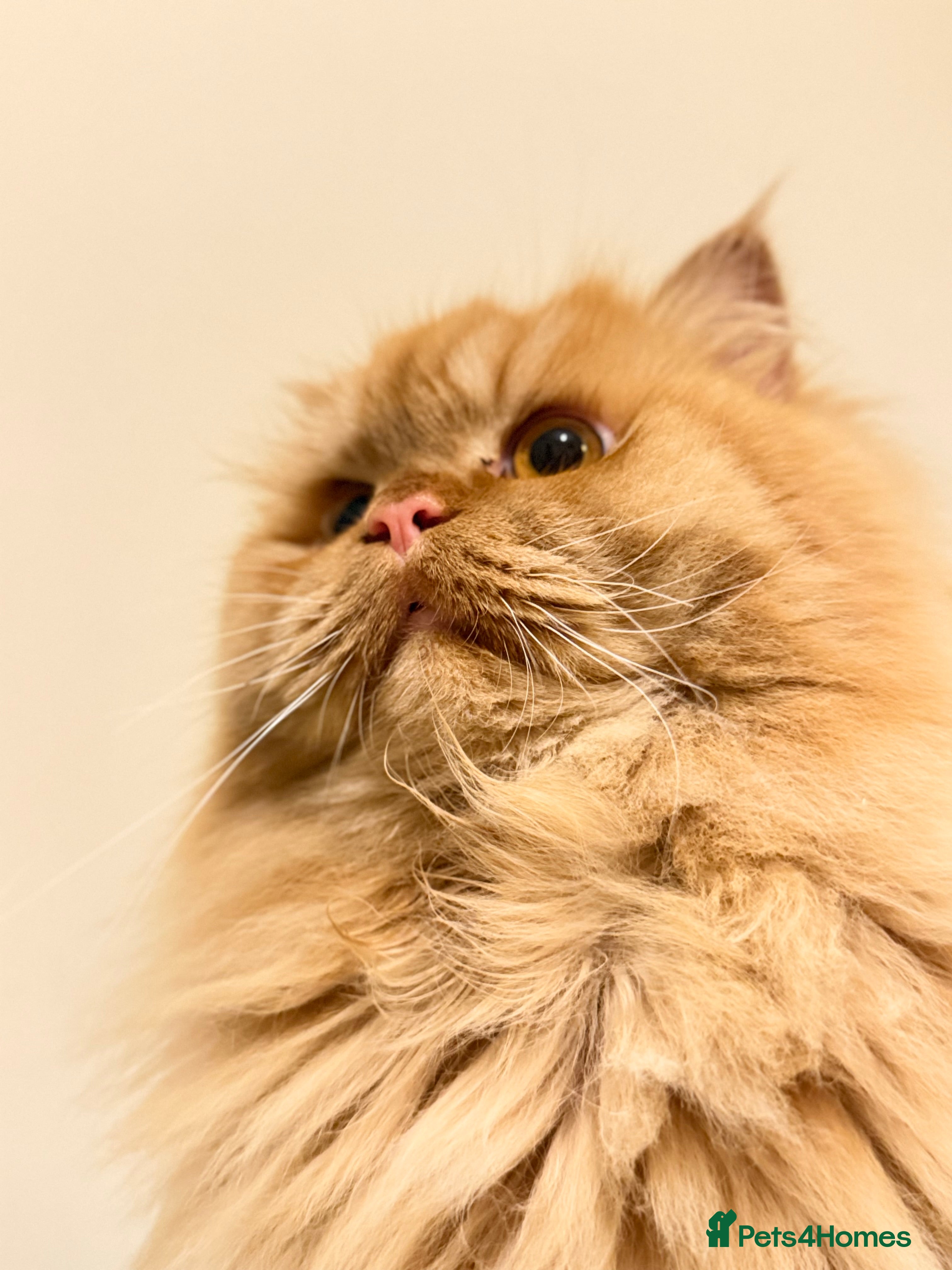 Persian cats Simba Fluffy Ginger Persian Male for Stud - Advert 2