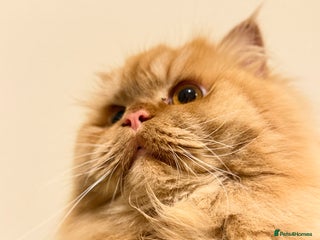 Persian cats Simba Fluffy Ginger Persian Male for Stud - Advert 3