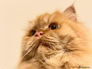 Persian cats Simba Fluffy Ginger Persian Male for Stud - Advert 4
