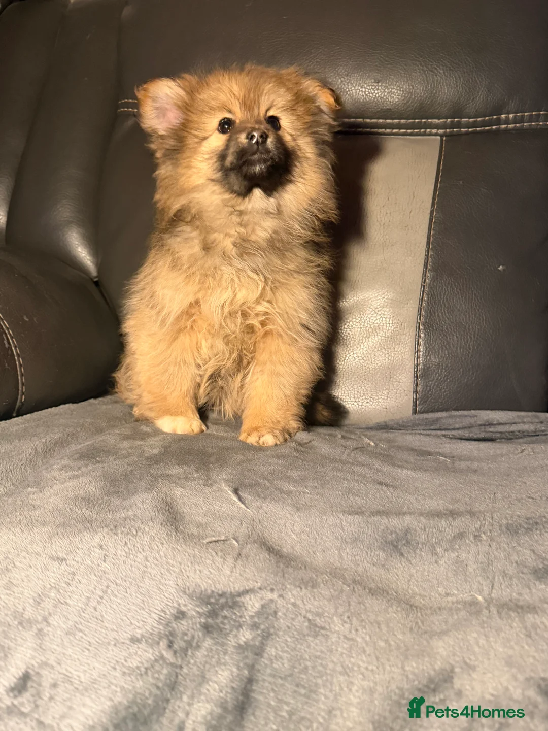 Pomeranian dogs for sale: Adorable Toy Pomeranian Puppies loving homes  - Advert 1